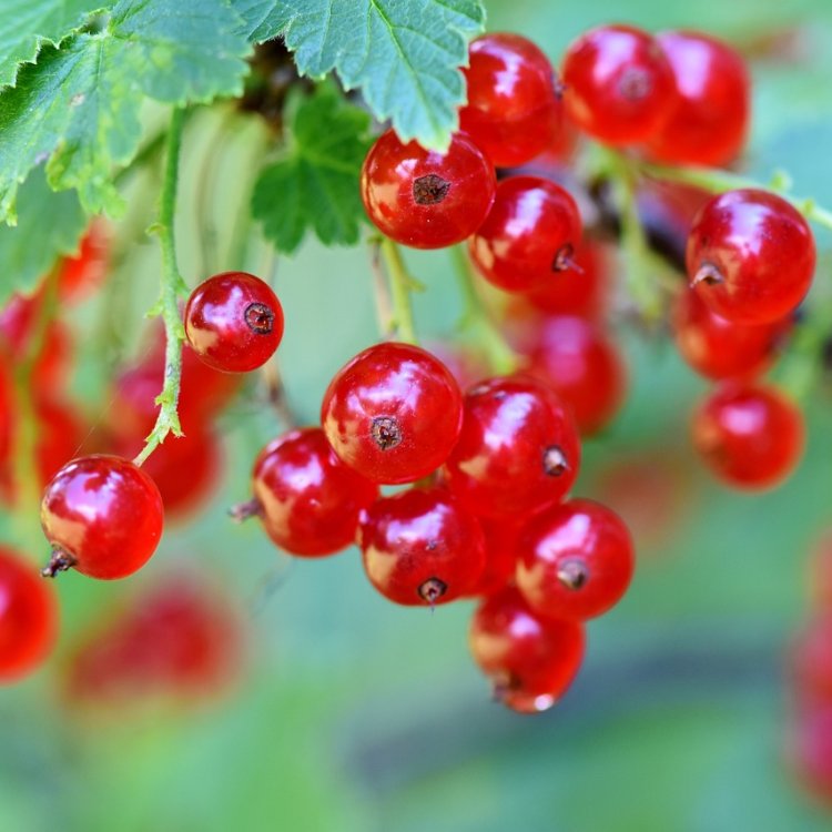 Ríbezľa červená (Ribes rubrum) ´ROVADA´ - výška 70-100 cm, skorá, voľnokorenná - STROMČEKOVÁ/NA KMIENKU
